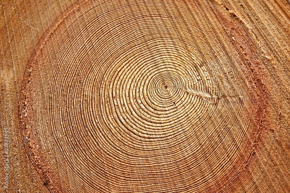 Naklejka premium Tree Tunk