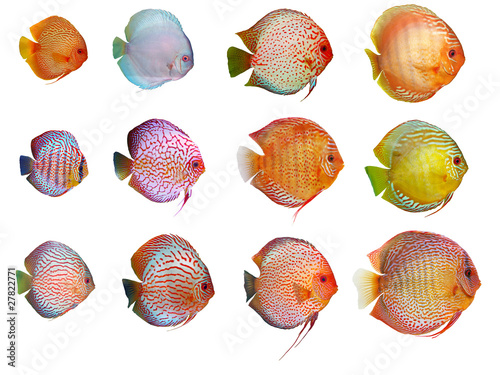 a lot of discus