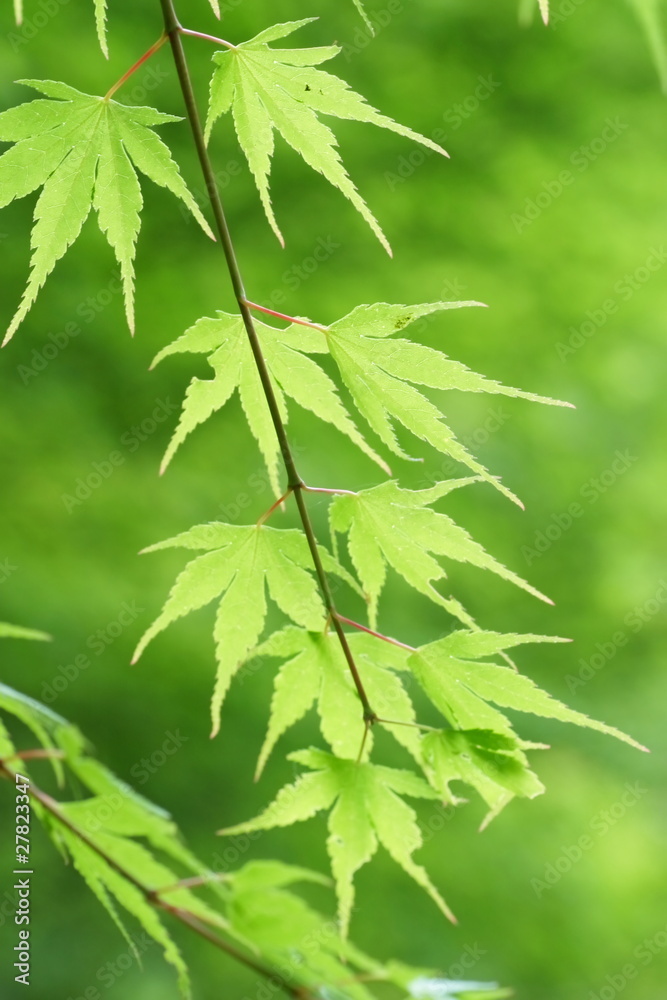 緑のカエデ 緑のカエデ