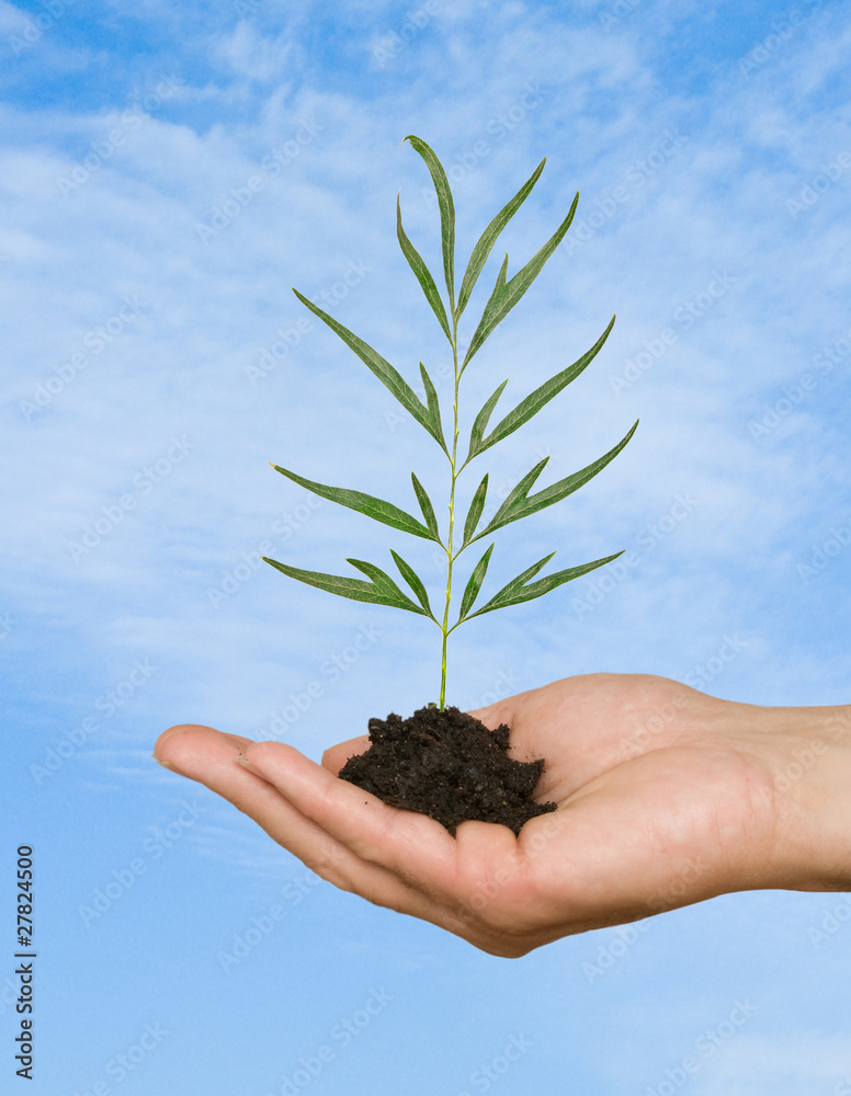 tree seedling in palm as a symbol of nature protection tree seedling in palm as a symbol of nature protection