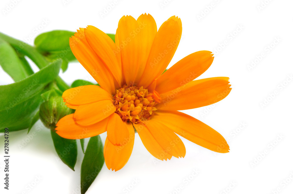 orange flower closeup on white background orange flower closeup on white background