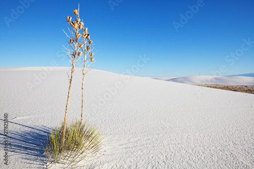 White desert photo