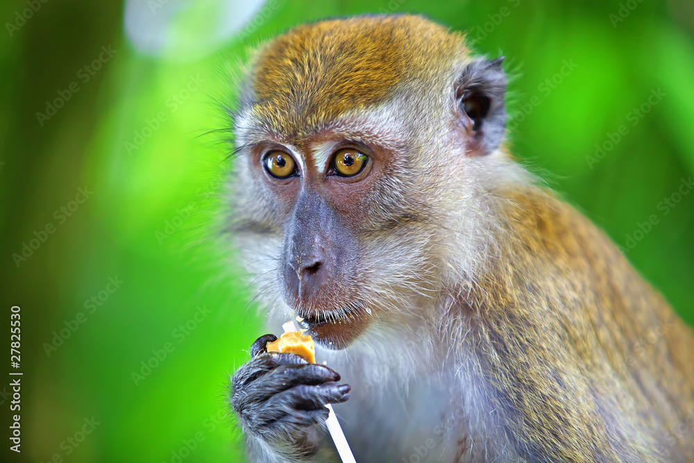Obraz premium Macaque monkey