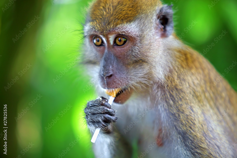 Obraz premium Macaque monkey