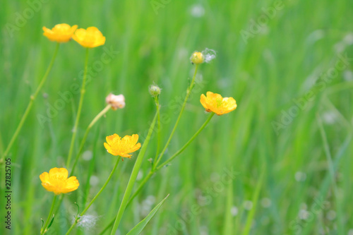 Yellow field flowers on a background a green grass