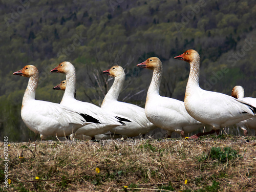 Greater Snow Geese