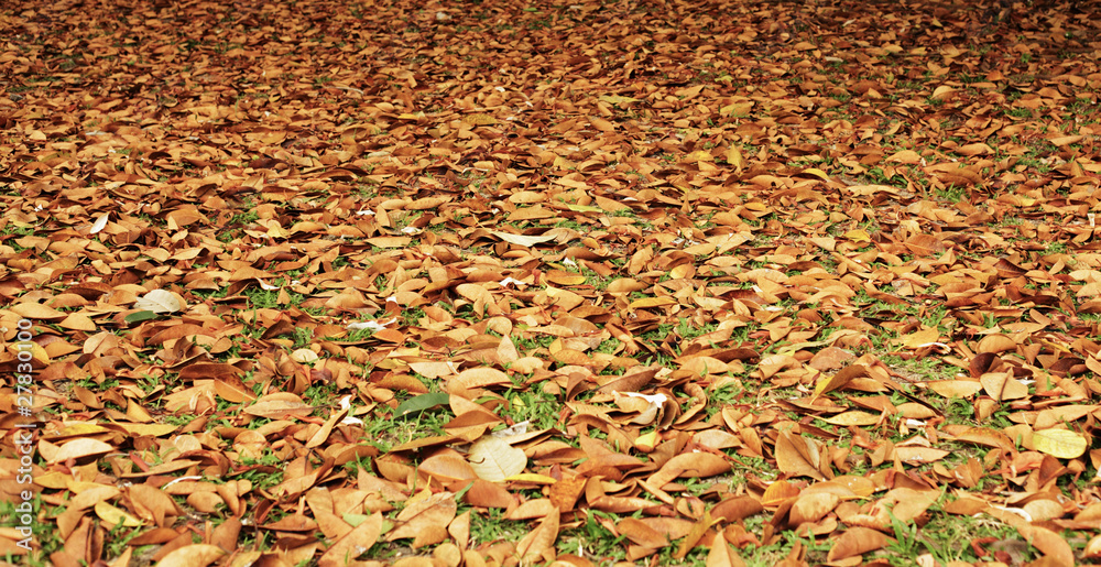 Autumn Ground Leaves
