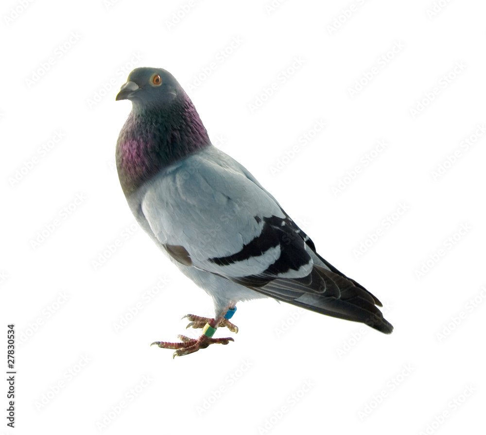 pigeon pigeon