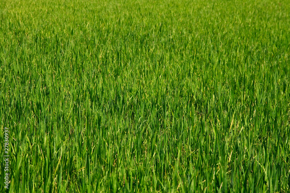 Rice Paddy Background, Vietnam, Asia Rice Paddy Background, Vietnam, Asia