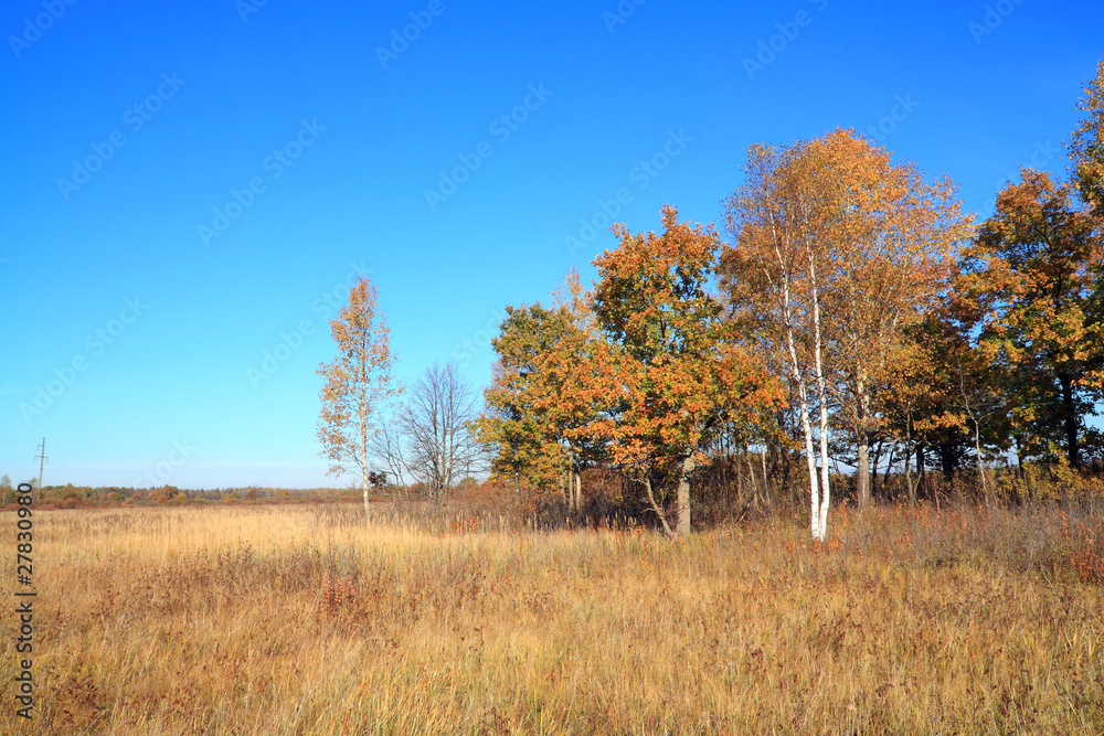 Fototapeta premium yellow copse on autumn field