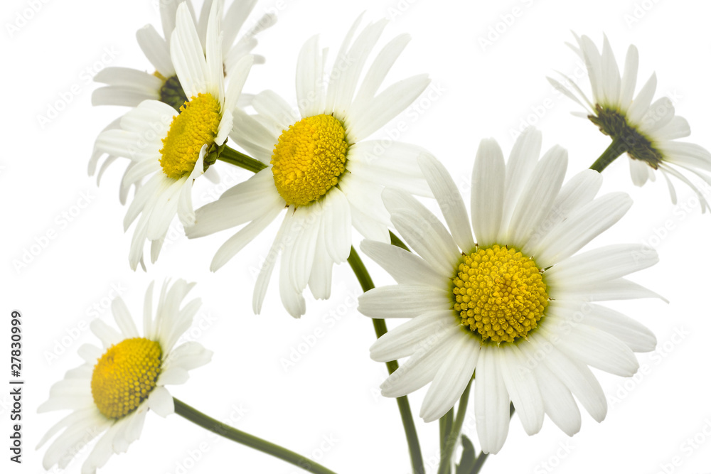 Fototapeta premium Margeriten-2