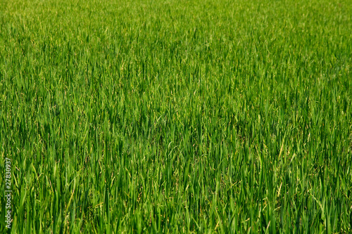 Rice Paddy Background, Vietnam, Asia