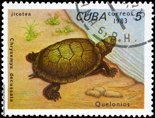 CUBA - CIRCA 1983 Painted Turtle