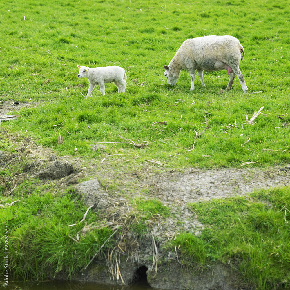 Fototapeta premium sheep with a lamb, Netherlands