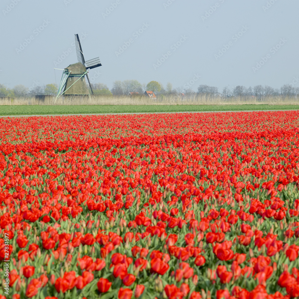 windmill with tulips near Ooster Egalementsloot, Netherlands