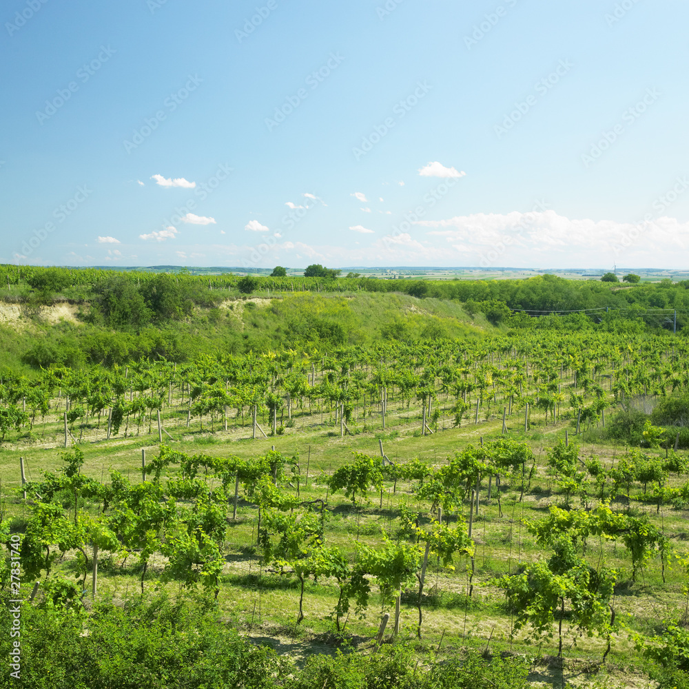 vineyard called Peklo, Znojmo Region, Czech Republic