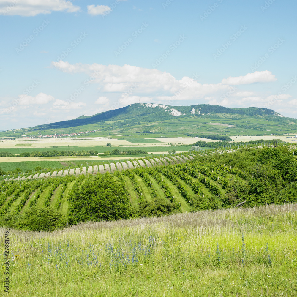 vineyards, Palava, Czech Republic