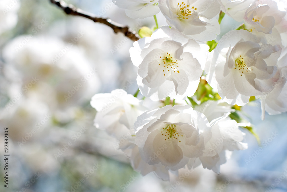 里桜の花