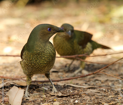 oiseau australie photo