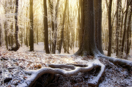 sun rising in a beautiful forest with frozen trees in winter photo