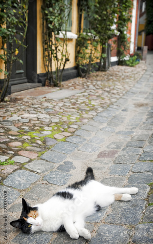 Danish cat laid down in Ribe street