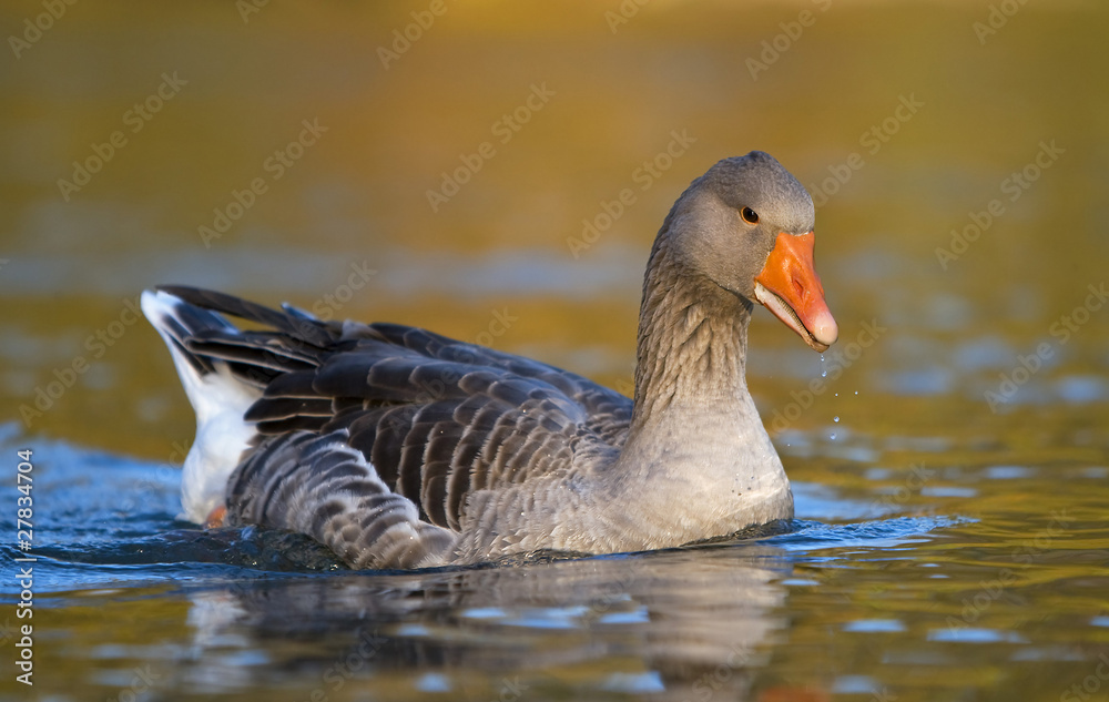 Fototapeta premium Grey goose