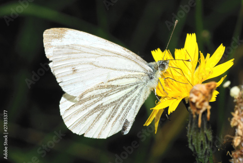 A Green Veined White butterfly feeding from a yellow flower