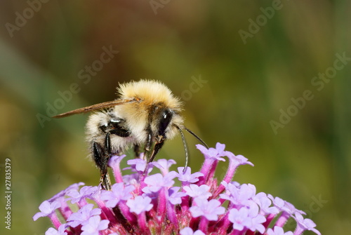 A Bee collecting nectar from a purple verbena flower