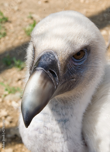 Griffon Vulture © Pavel Parmenov