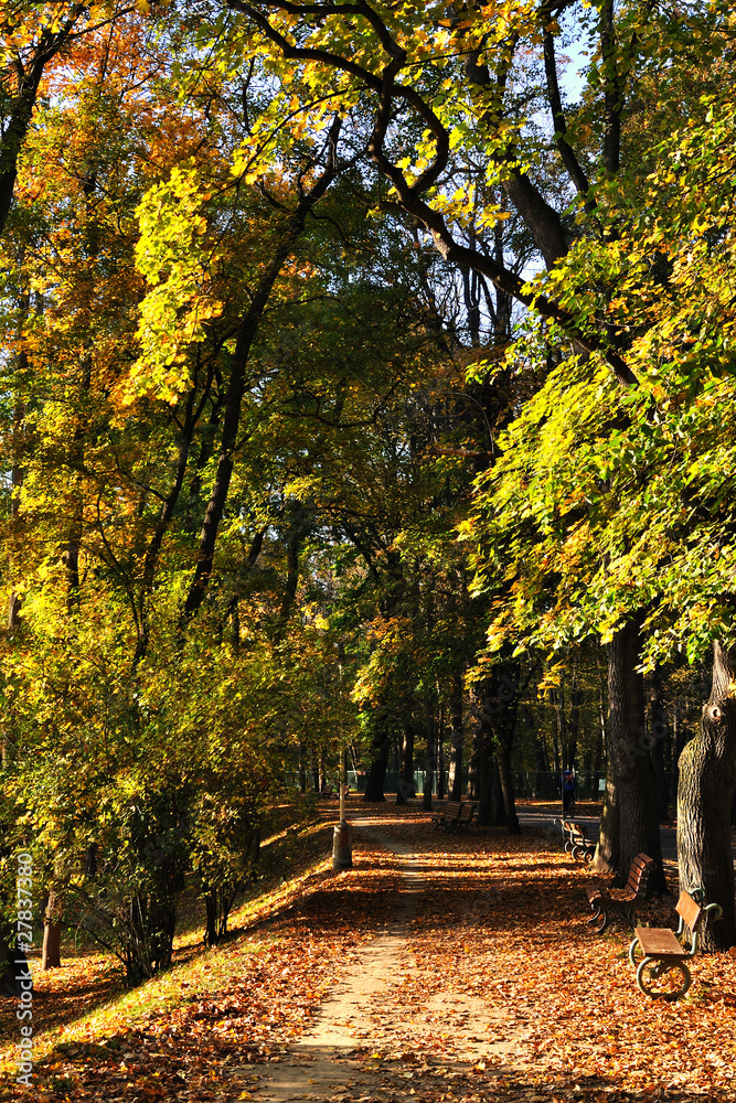 Naklejka premium trees
