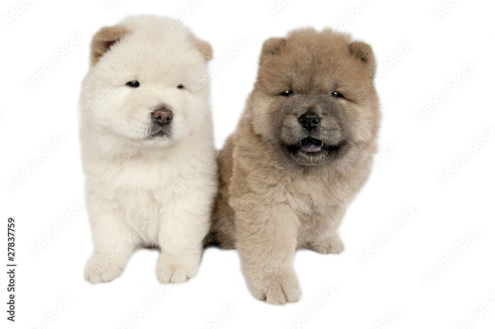 Two Chow-chow puppies . Two Chow-chow puppies .