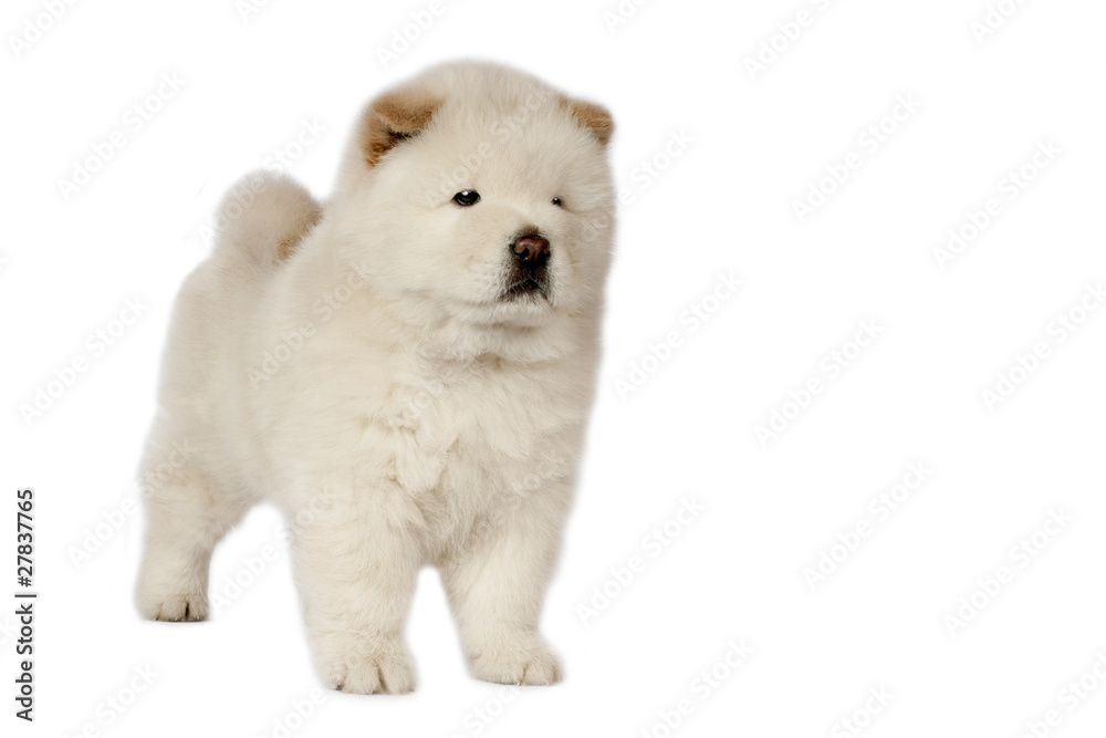 Chow-chow puppy.