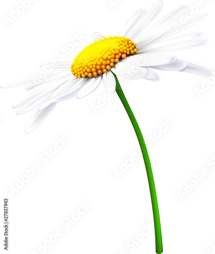 Camomile