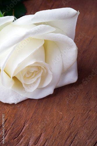 White rose  on wooden background. Close up.