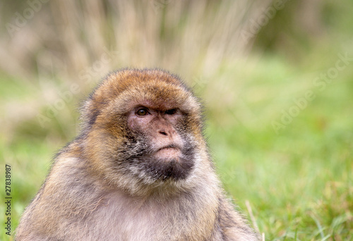 Barbary Macaque © scphoto48