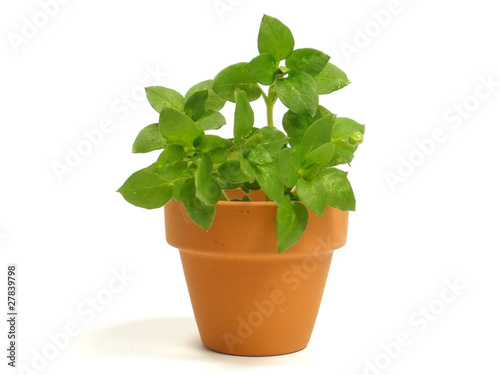 Plant in flowerpot