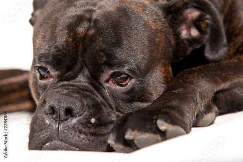 Boxer dog