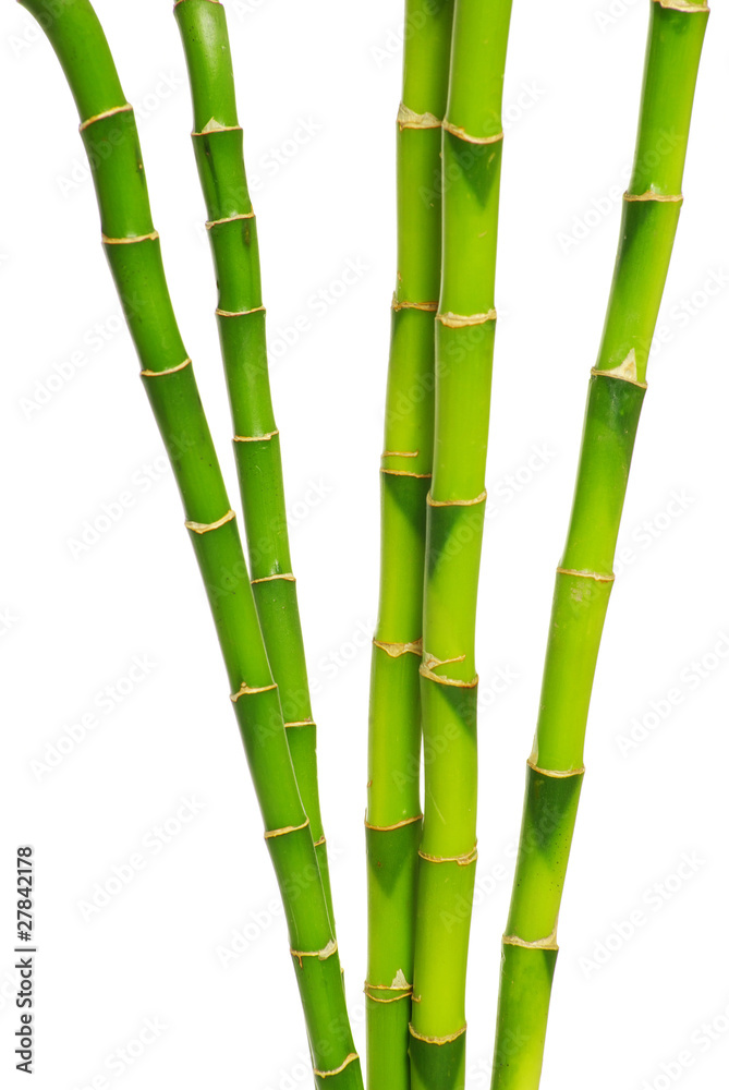 Fototapeta premium bamboo