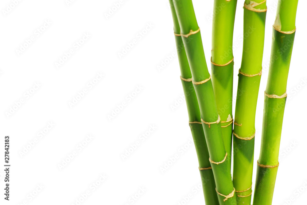 bamboo bamboo