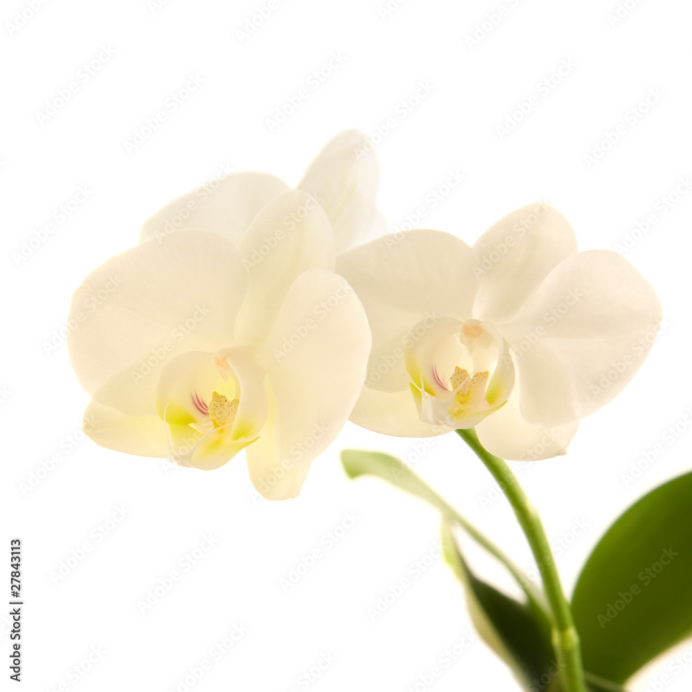 white phalaenopsis orchid stem  isolated on white