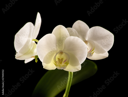 Fototapeta Naklejka Na Ścianę i Meble -  white backlit phalaenopsis orchid isolated on black;