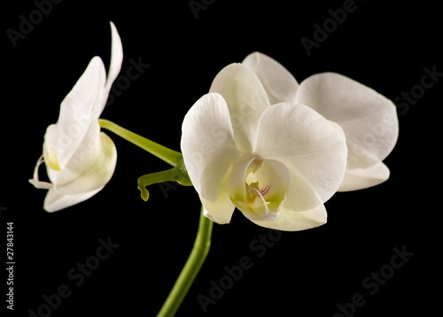 white backlit phalaenopsis orchid isolated on black 