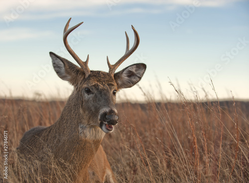 A white-tailed buck ( Odocoileus virginianus) laying in a meadow photo