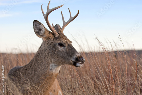 A white-tailed buck   Odocoileus virginianus  laying in a meadow