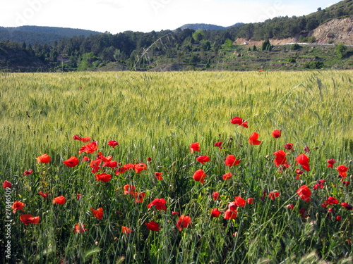 Poppies Cereal plantation  Gudar mountains Teruel  Aragon Spain