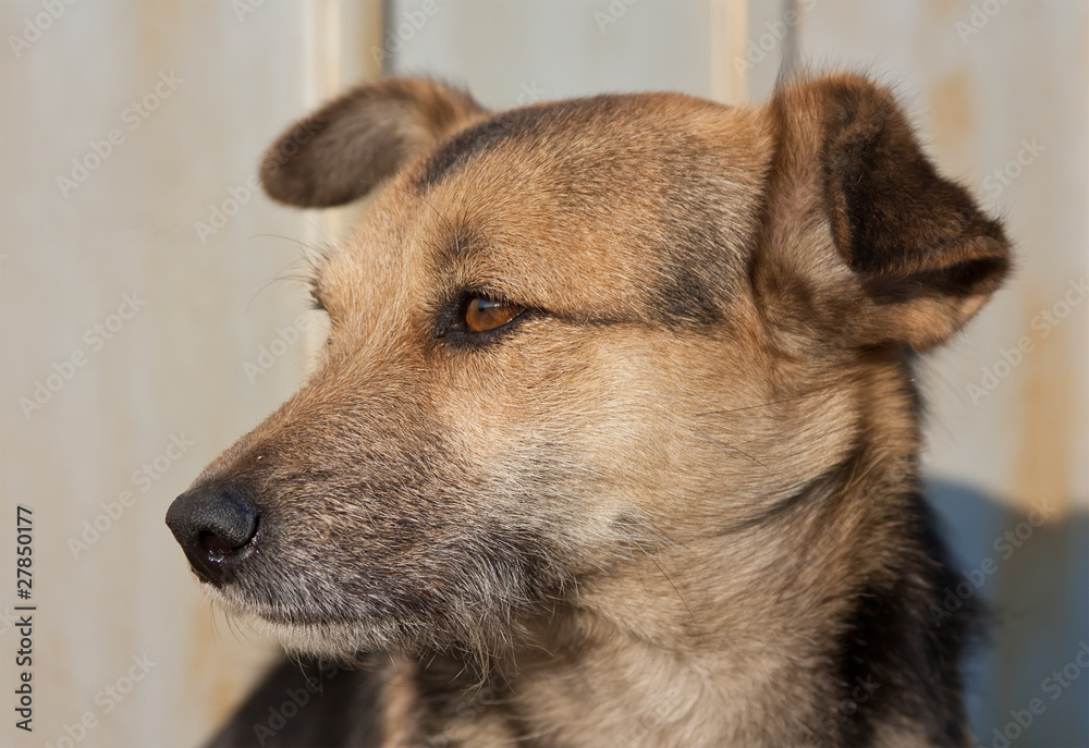 Thoughtful dog Thoughtful dog