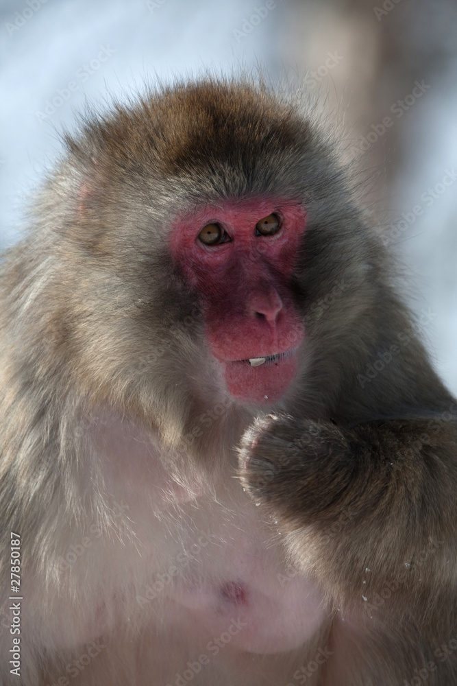 Naklejka premium Snow Monkey