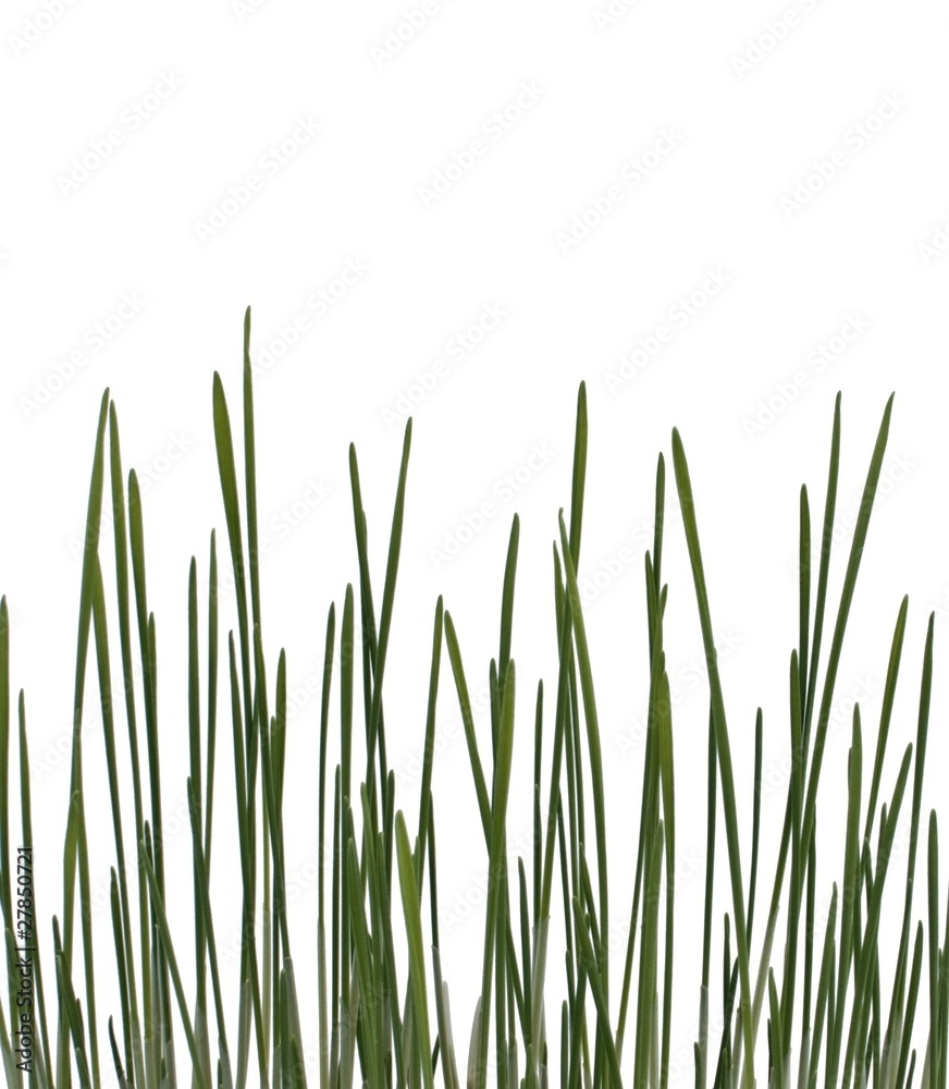 Early grass Early grass