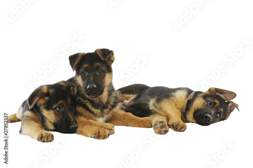 three puppies german shepherd dog sleeping
