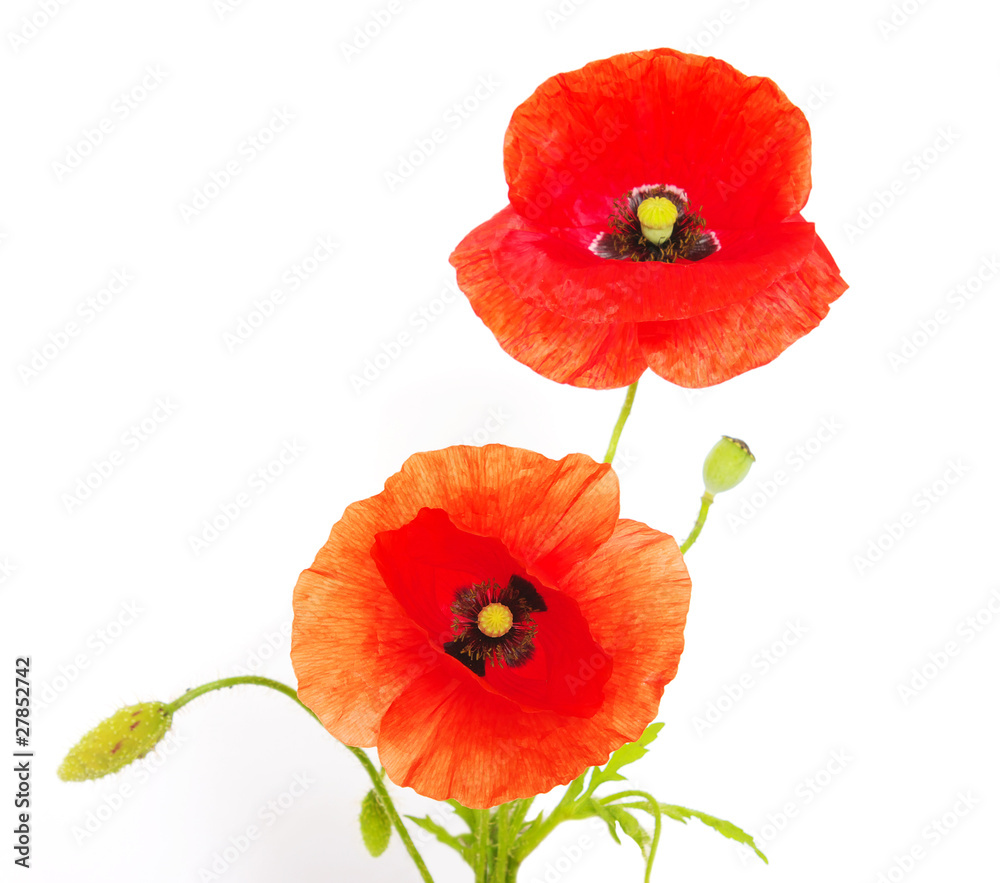Fotografie poppies isolated on white